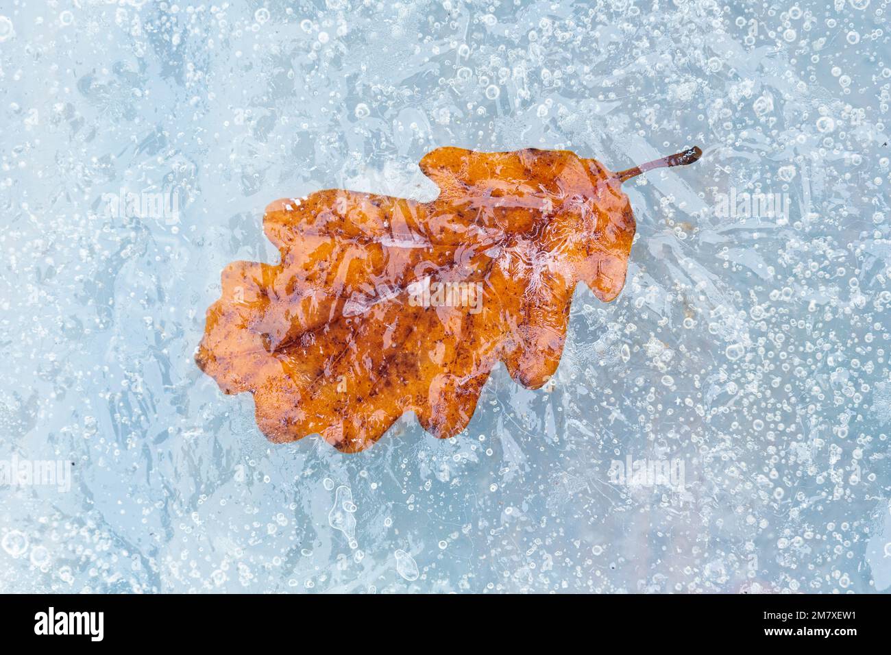 Oak leaf trapped in ice. Stock Photo