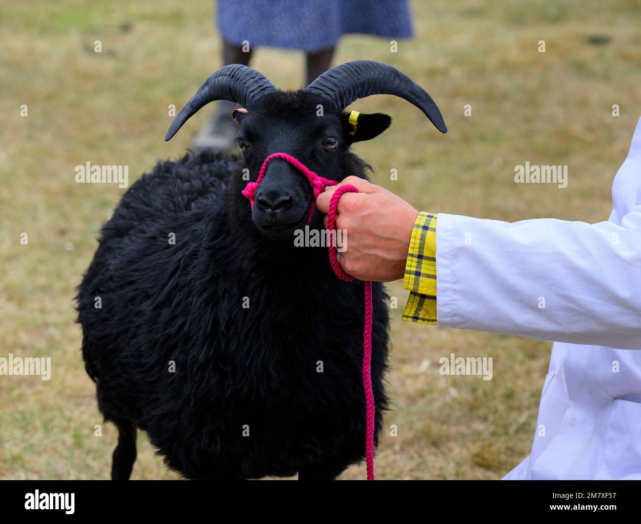 Hebridean sheep breed (horned farm animal, pair of horns, ewe, ram) held by farmer, judged in show ring - Great Yorkshire Show, Harrogate, England UK. Stock Photo