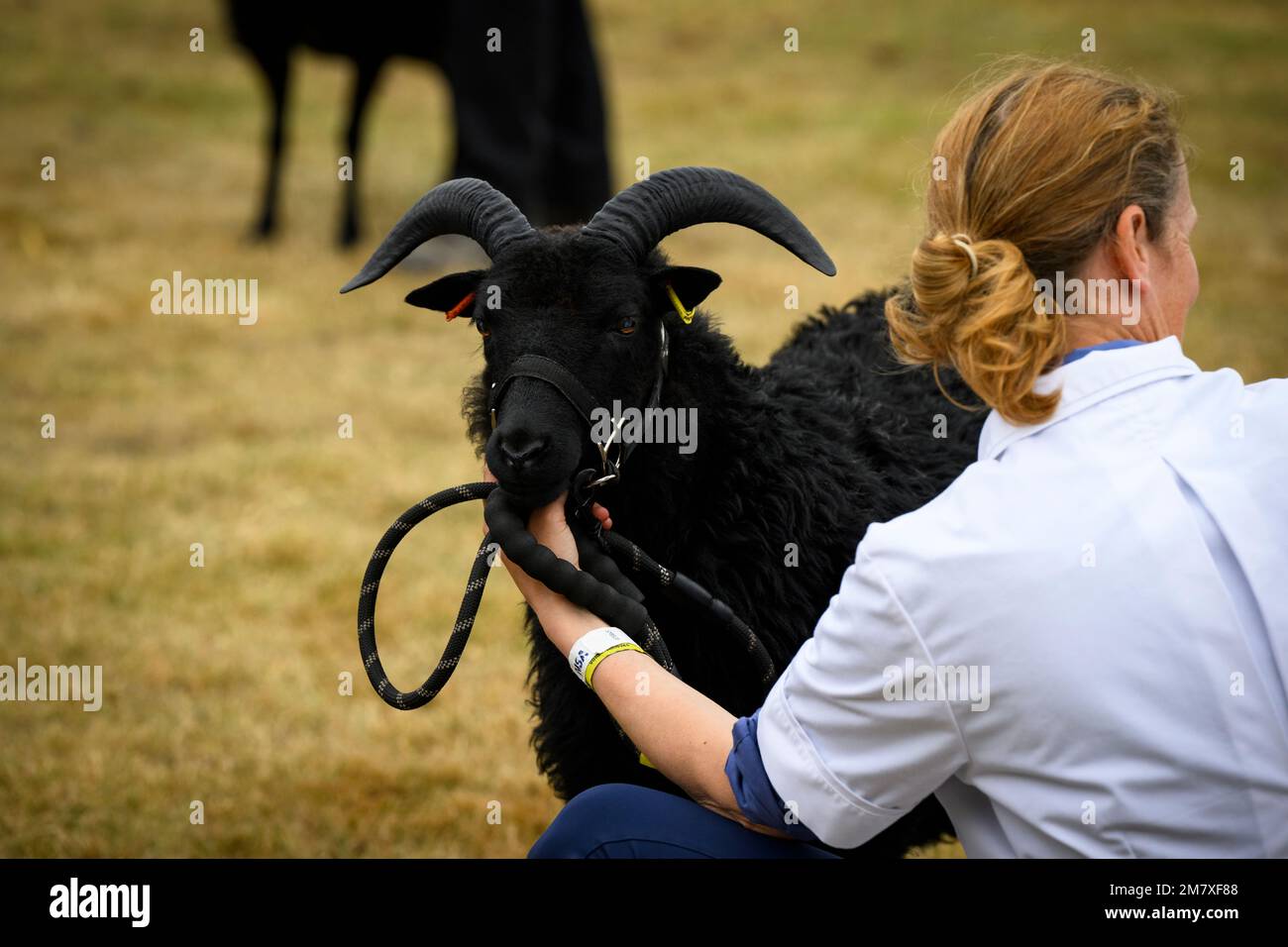 Hebridean sheep breed judged in ring (horned farm animal, pair of horns, ewe, ram) held by woman farmer - Great Yorkshire Show, Harrogate, England UK. Stock Photo