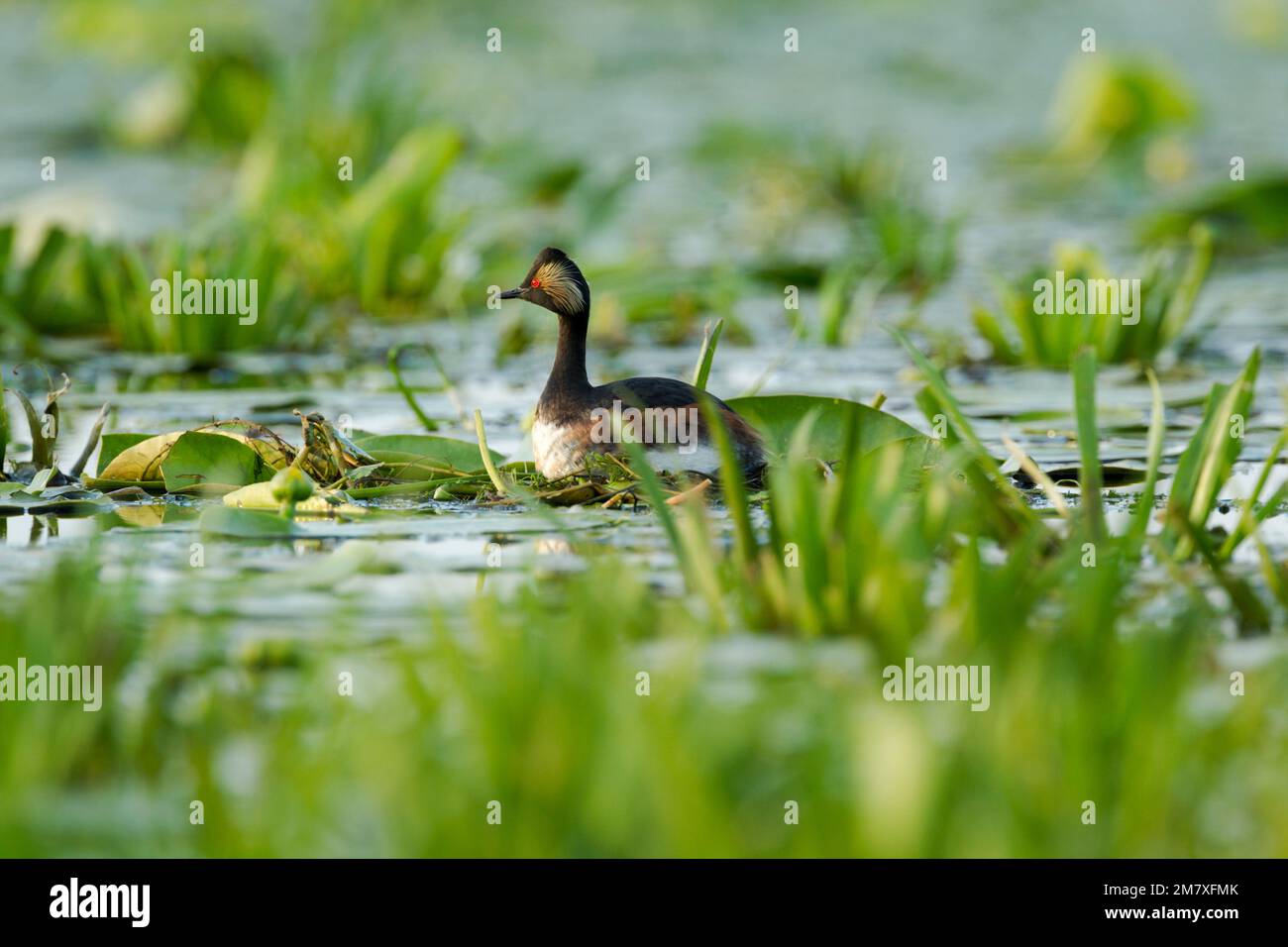 Black-necked grebe also known as eared grebe (Podiceps nigricollis) sitting on its nest built on lilly leaves and other vegetation Stock Photo