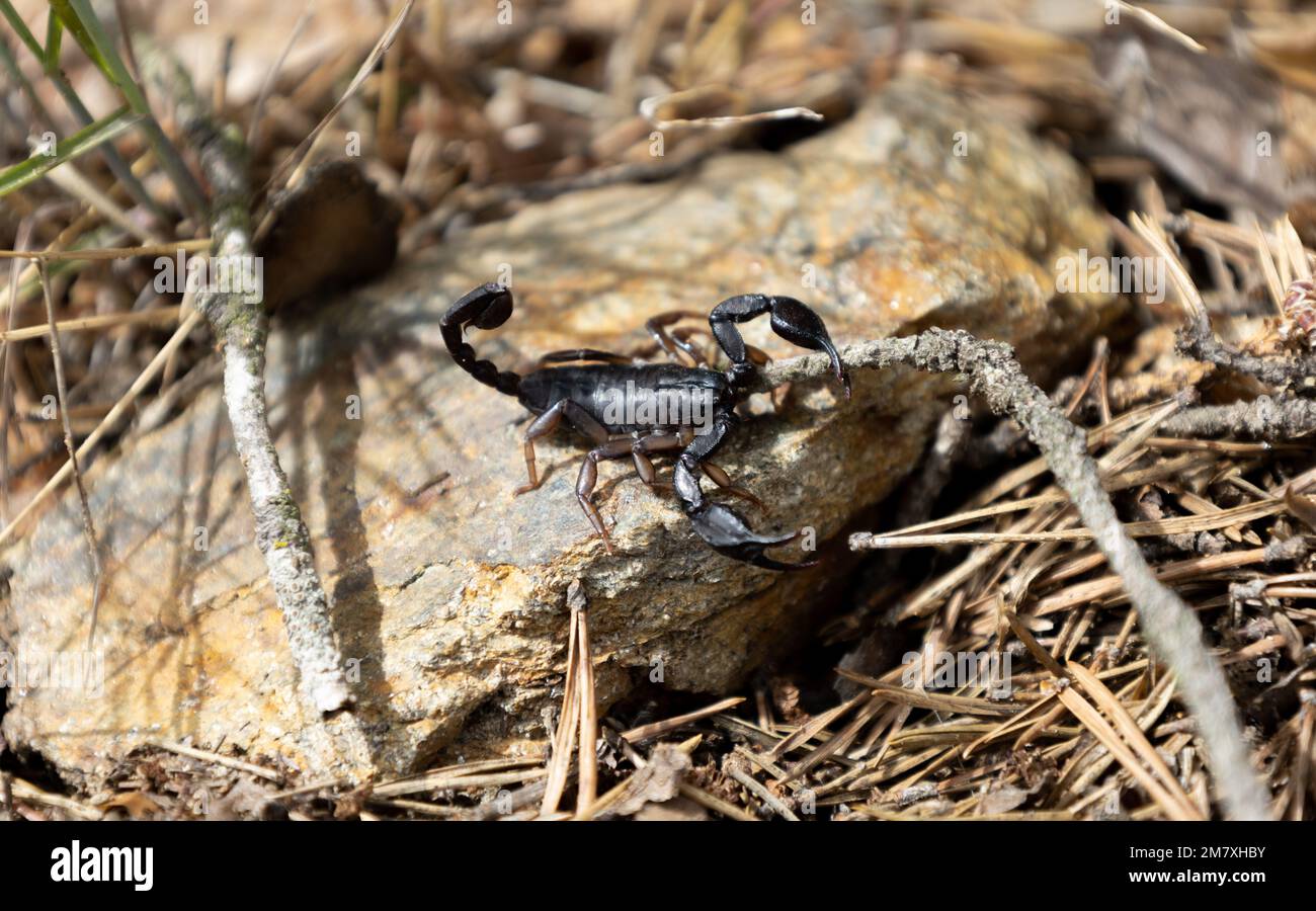 A closeup of a scary black alpine scorpion looking for food amidst branches and rocks in the wild Stock Photo