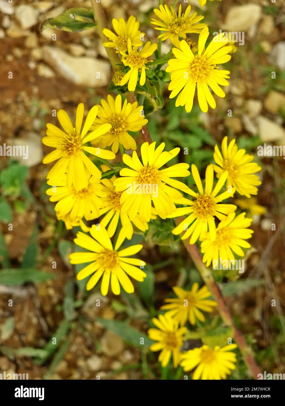 A closeup of beautiful vibrant yellow camphorweed flowers in a sunny forest Stock Photo