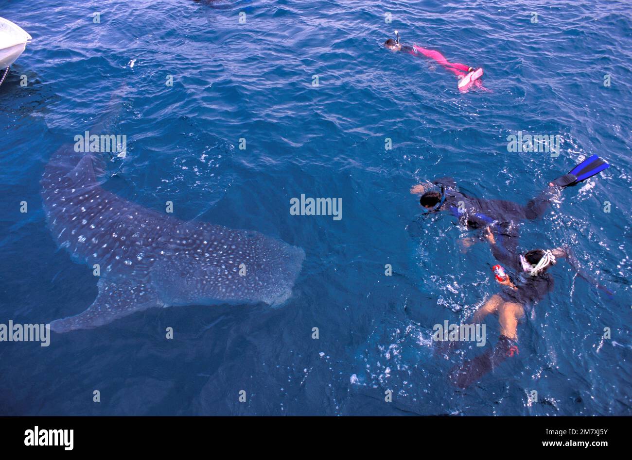 Mexico, Baja California Sur, La Paz,Gulf of California, Isla Espíritu