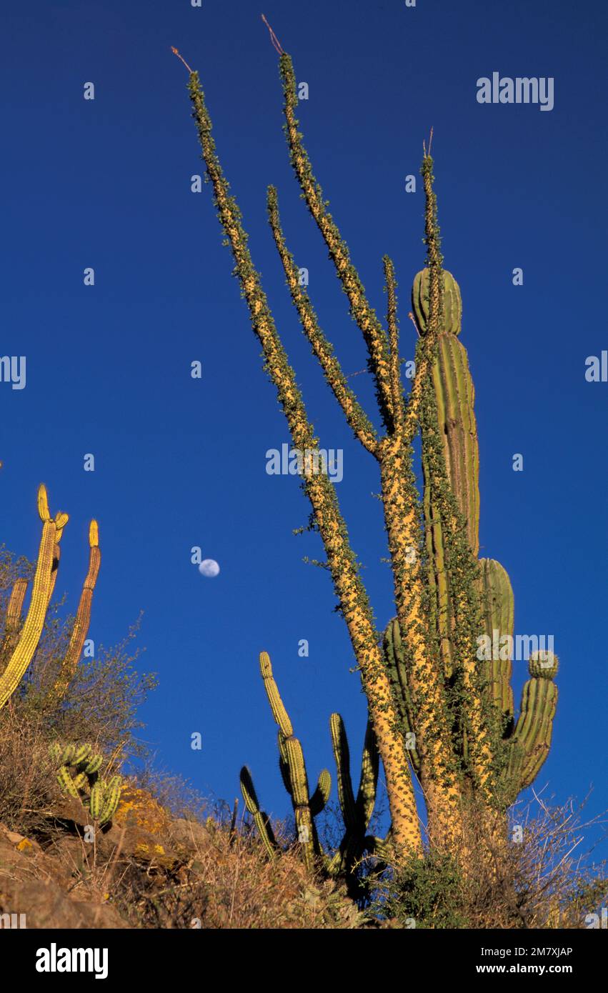 Cacti, Sierra San Francisco, Baja California, Mexico Stock Photo Alamy