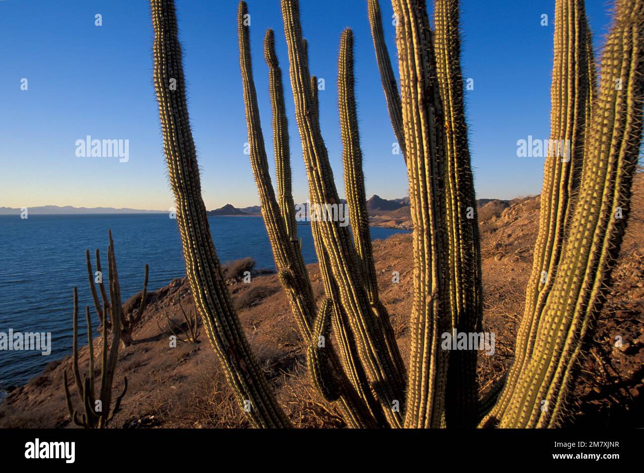 Mexico, Gulf of California, Sonora, Sea of Cortez, Kino Nuevo, coastline with cactus Stock Photo