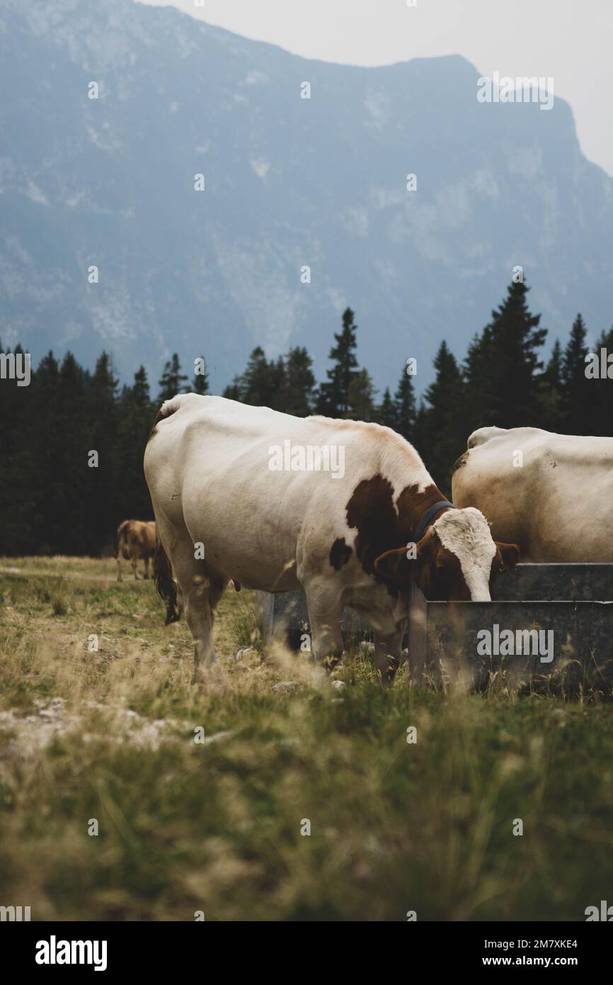 A vertical shot of a beige cow grazing in a farm during daytime Stock ...