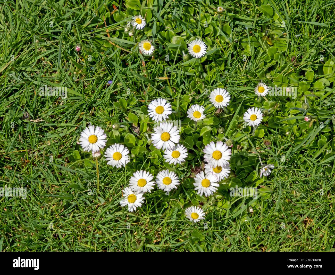 Several white flowering daisies ( Bellis perennis) on a meadow Stock Photo