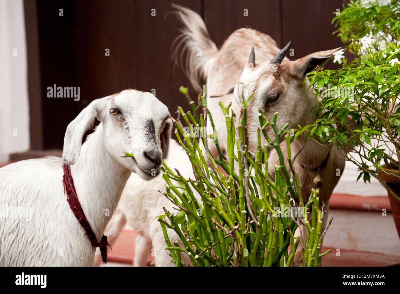 a sheep and a goat eat a pot plant in a city Stock Photo Alamy