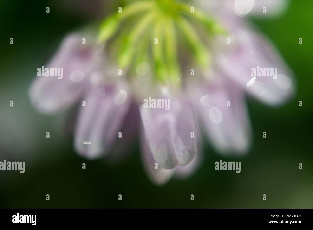 Pink wildflower in july hi-res stock photography and images - Alamy