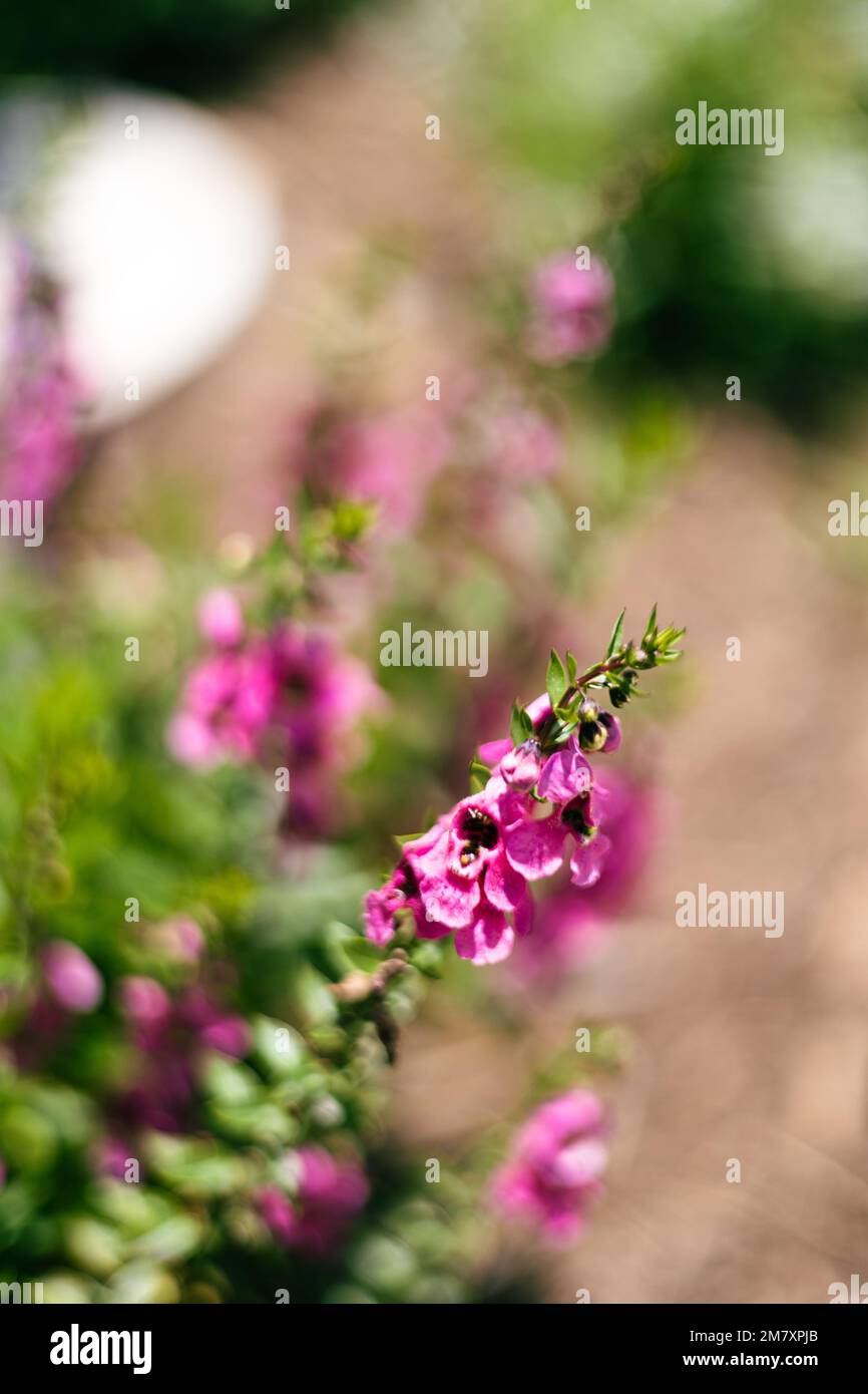 A selective focus of a pink Angelonia salicariifolia or Willowleaf Angelon flower blossom, in a garden on a sunny day Stock Photo