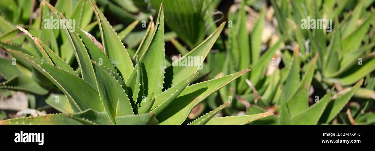 Fresh aloe vera leaf in farm garden closeup Stock Photo