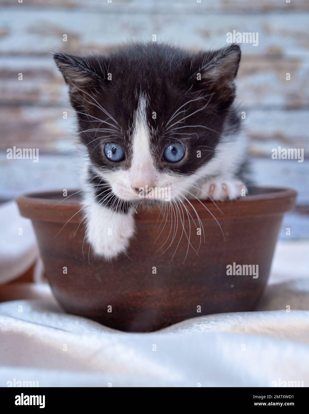 little kitten munchkin comes out of a clay pot Stock Photo