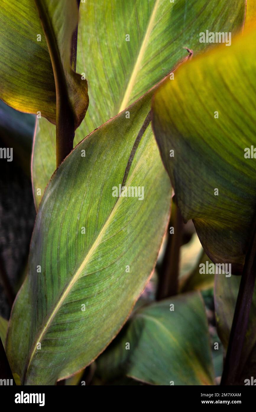 The leaves of a Banana Plant Musa basjoo growing in a park in Newquay in Cornwall in the UK. Stock Photo