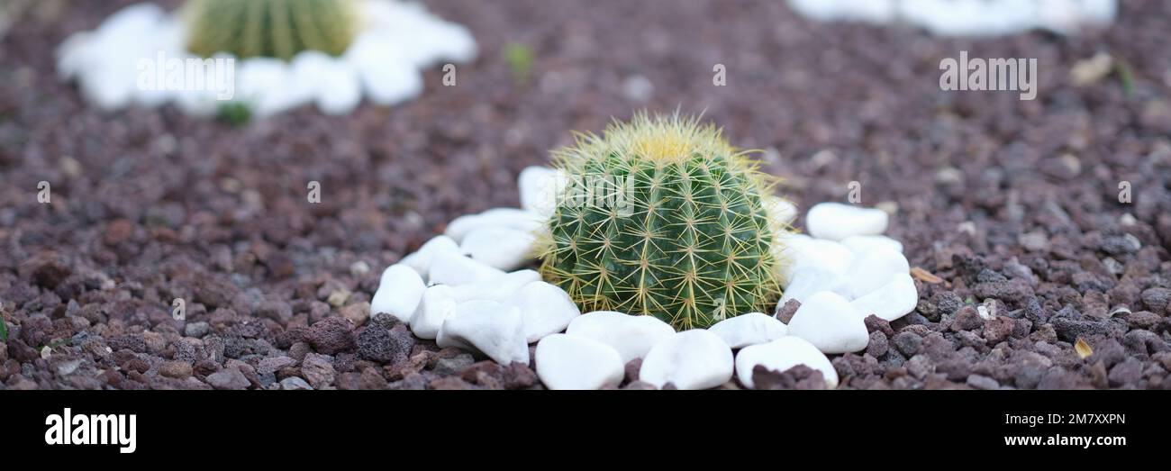 Flowerbed of beautiful little cacti among stones Stock Photo