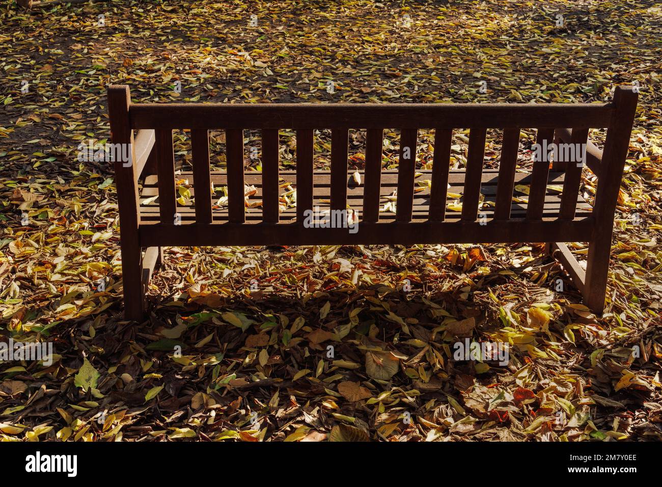 Empty wooden bench at a park with a bed of fallen leaves during fall in ...