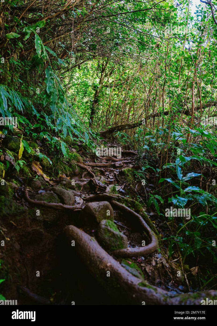 A beautiful view of a lovely forest with thick bushes and lush green ...