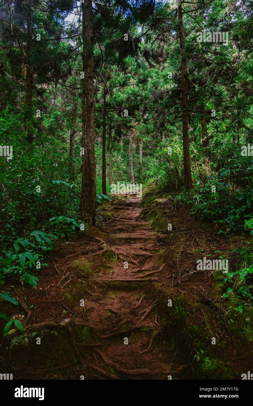 A beautiful view of a lovely forest with thick bushes and lush green ...