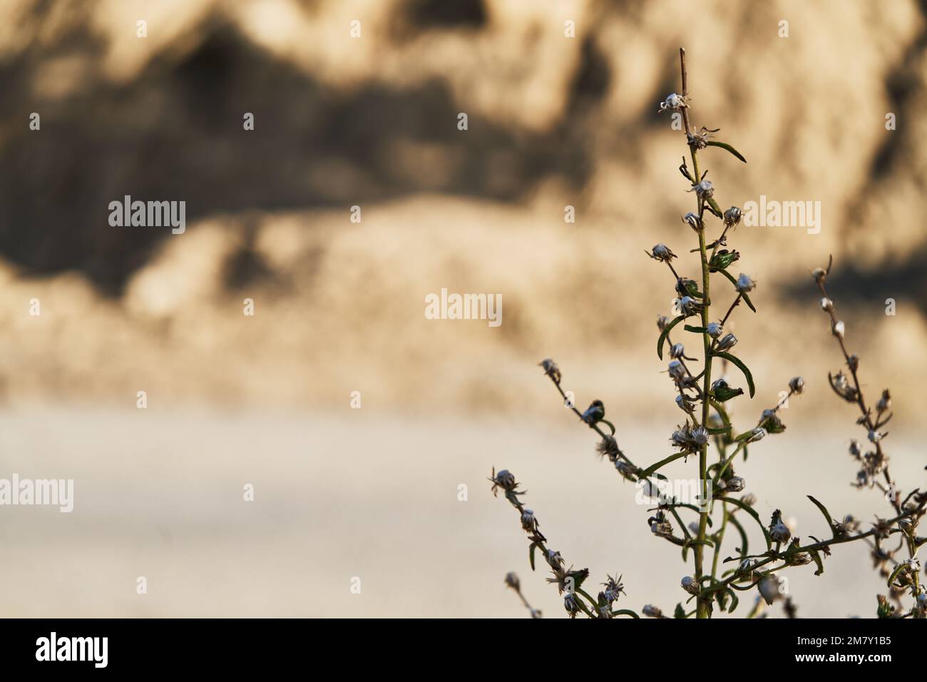 Texture background of a plant Stock Photo - Alamy