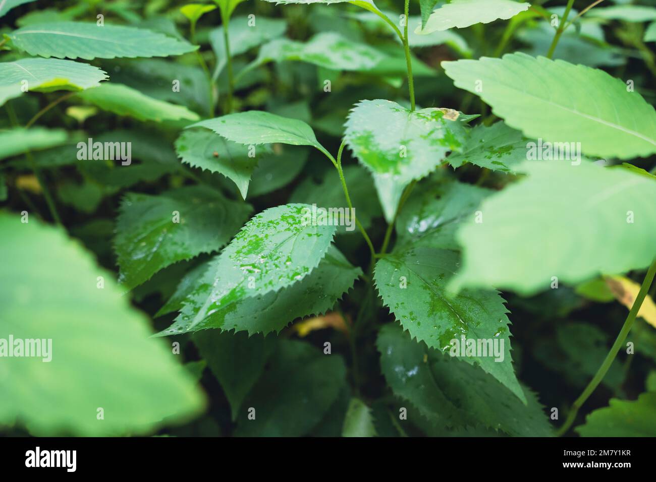 Screen of green leaves with water droplets on the leaf Stock Photo