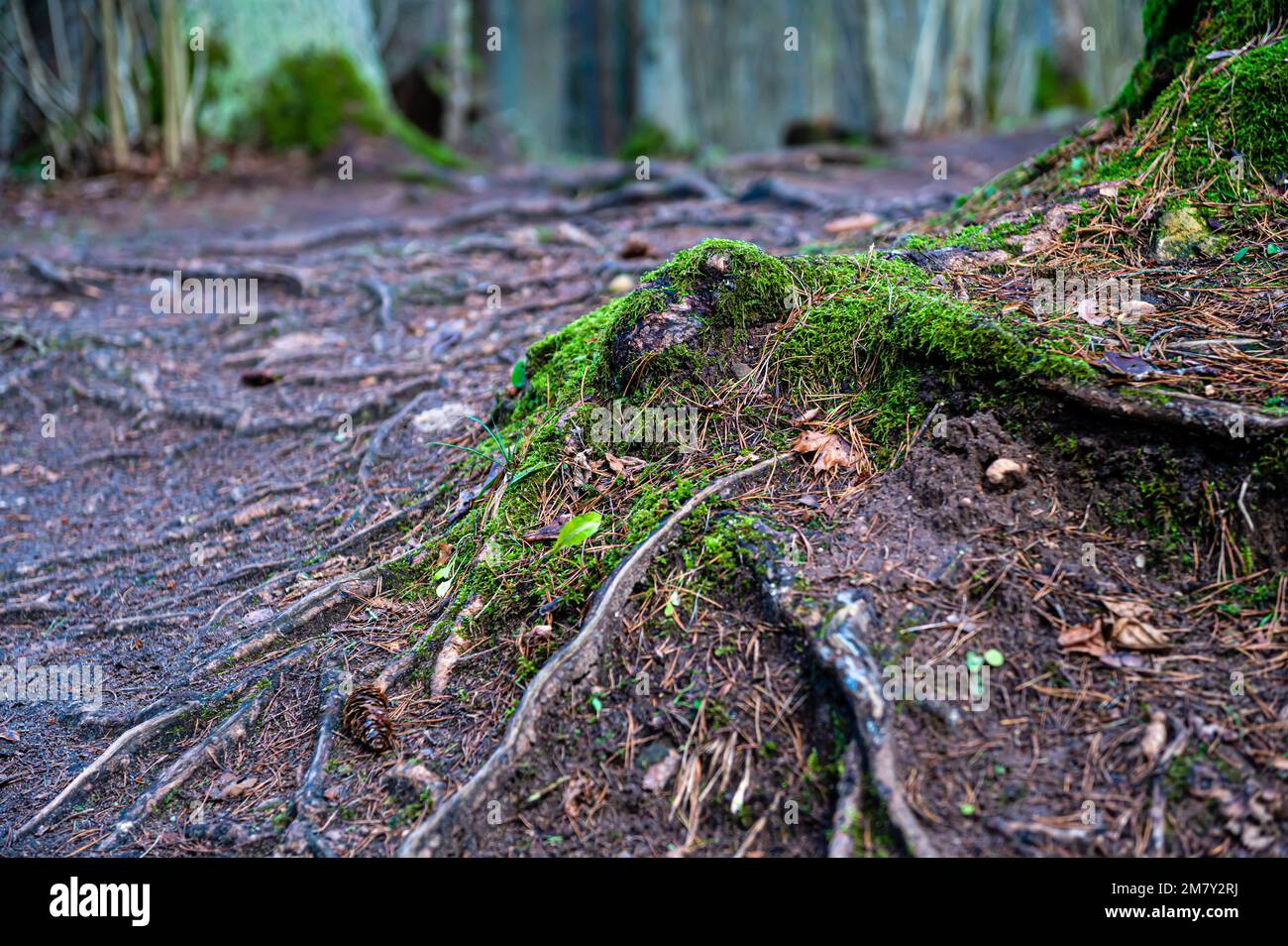 Large tree root overgrown hi-res stock photography and images - Alamy