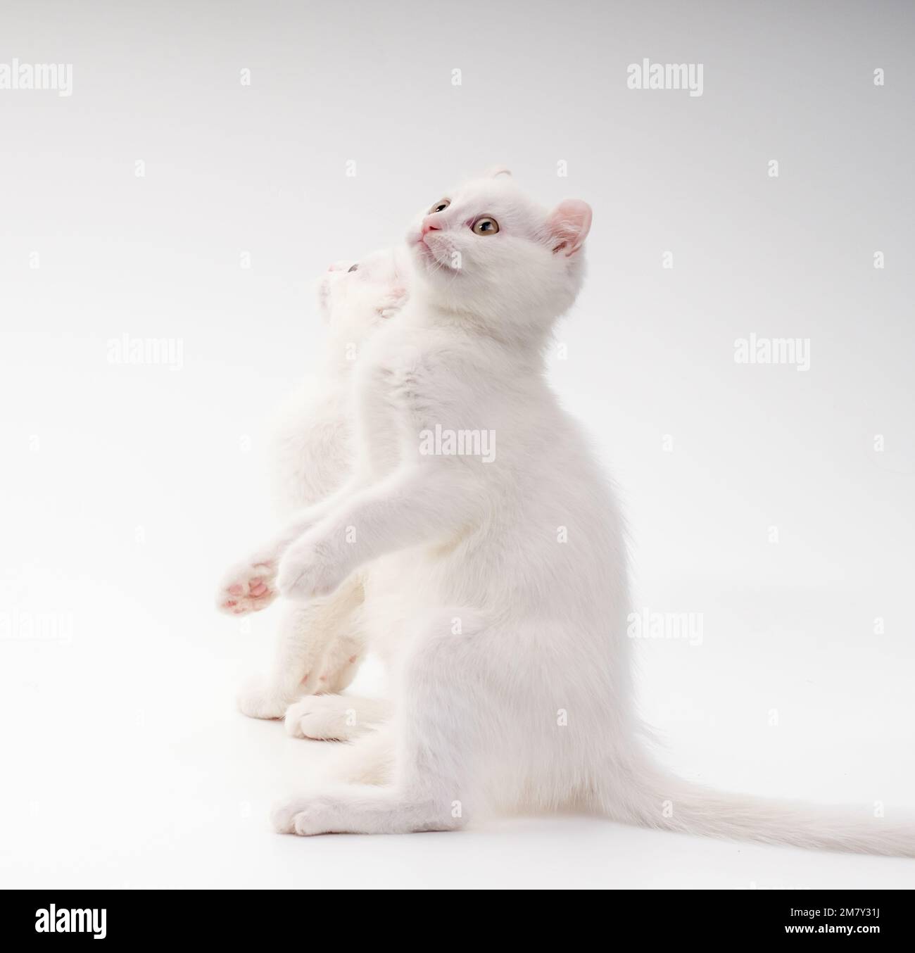 Two snowwhite kittens of the American Curl breed are sitting with
