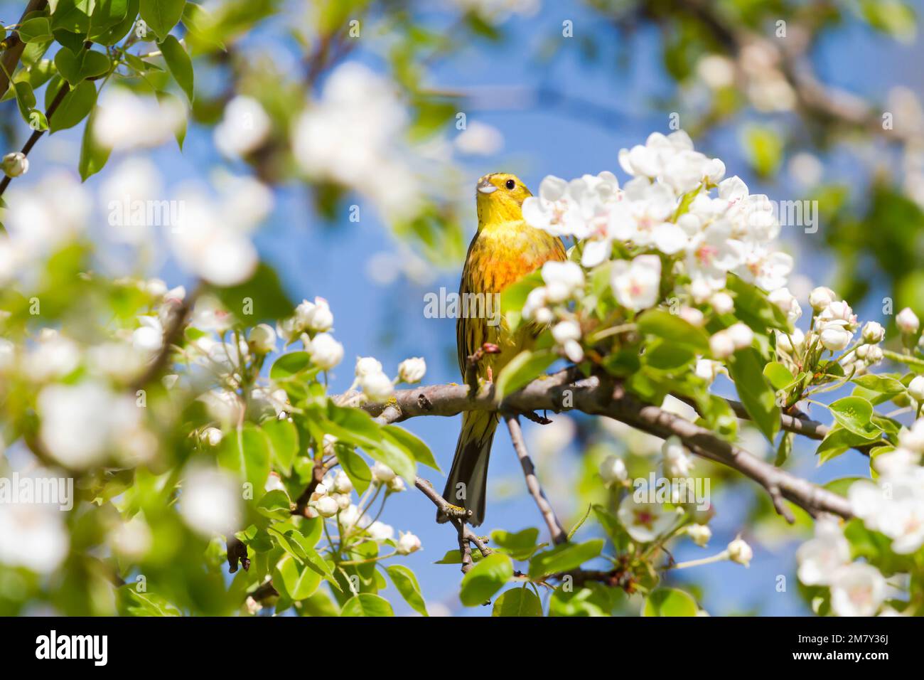 bird among the branches of a flowering tree Stock Photo - Alamy