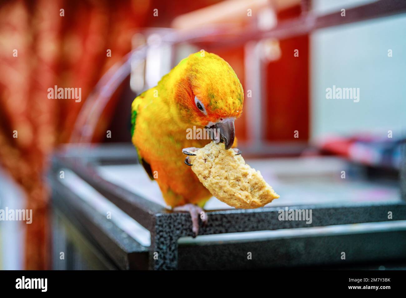 Can Sun Conure Eat Pecans? Discover the Surprising Truth