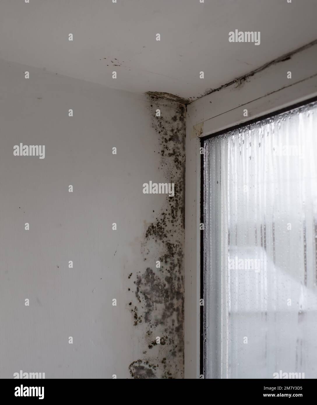 Fungus on the window walls, excessive moisture on the windows causes