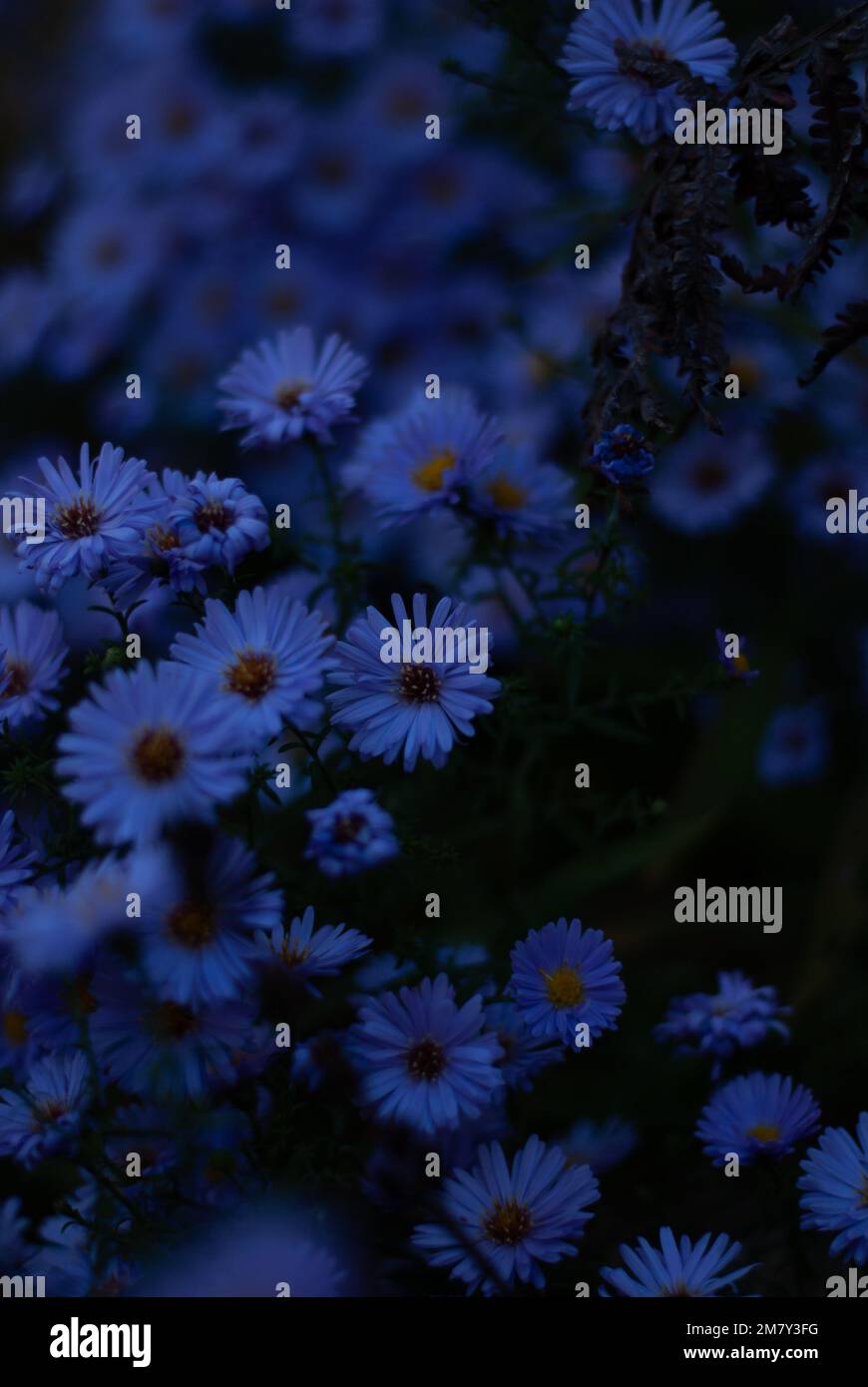 Aster