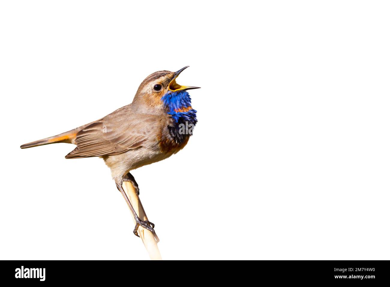 bluethroat singing a song with its beak open isolate on white Stock Photo