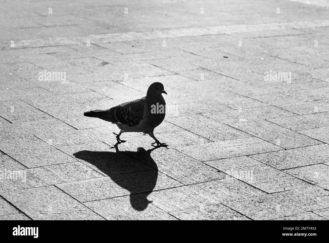 City pigeon silhouette closeup with wide stride and shadow on pavement on blurred background in backdrop sunlight Stock Photo