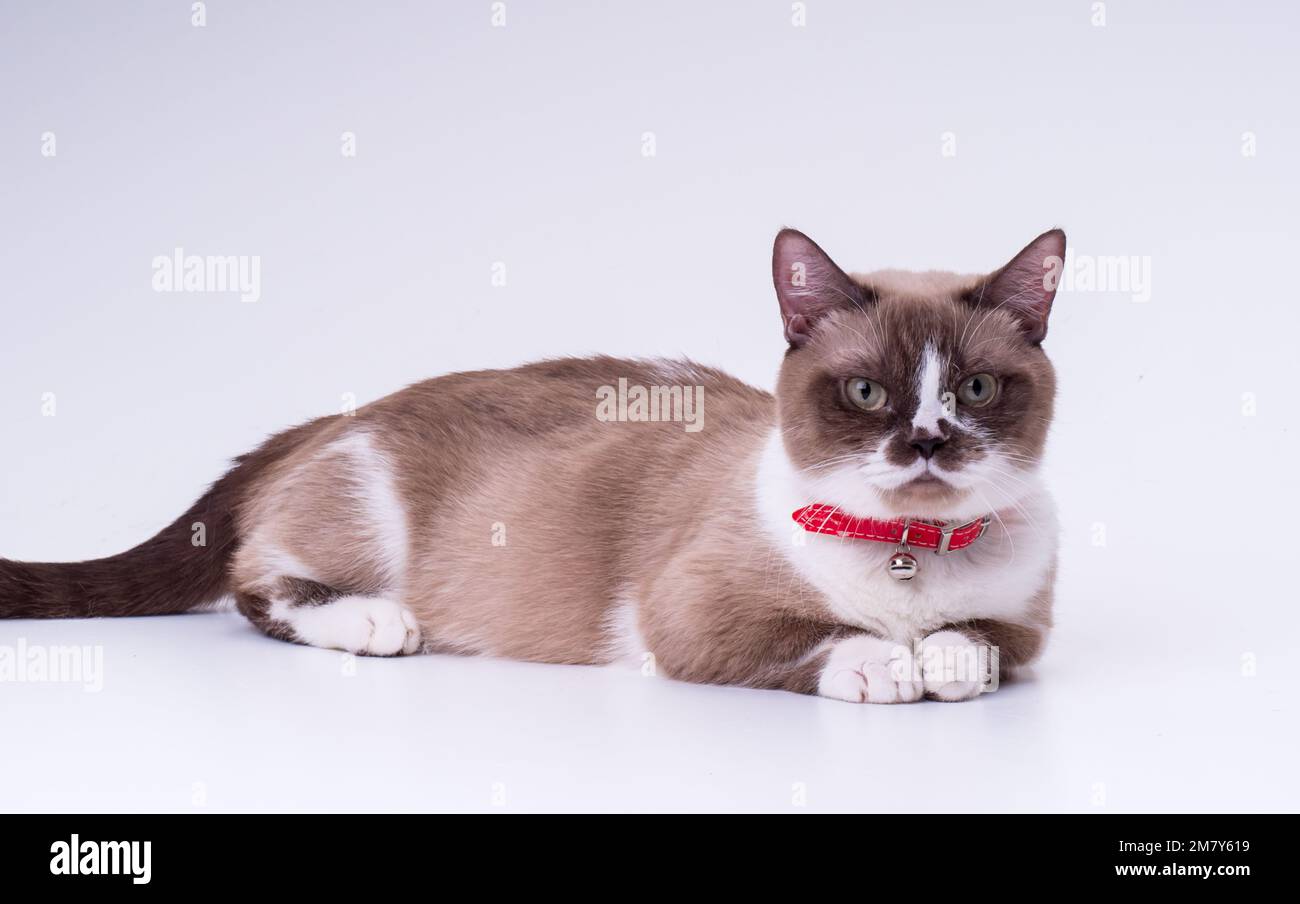 Munchkin kittens hi-res stock photography and images - Alamy
