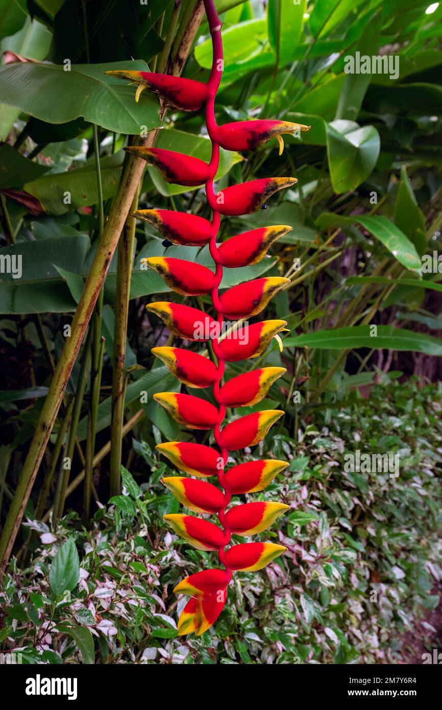 Red Heliconia rostrata, the hanging lobster claw or false bird of paradise in the tropics close up Stock Photo