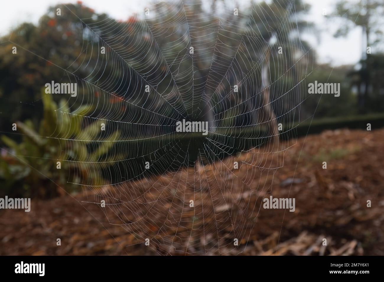 Spider web - close up in the Countryside of Thailand Stock Photo - Alamy