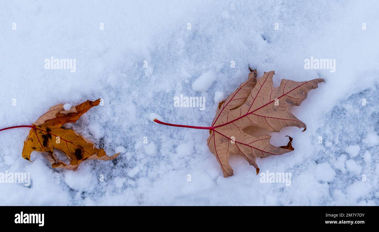 Two beautiful maple leaves hi-res stock photography and images - Alamy