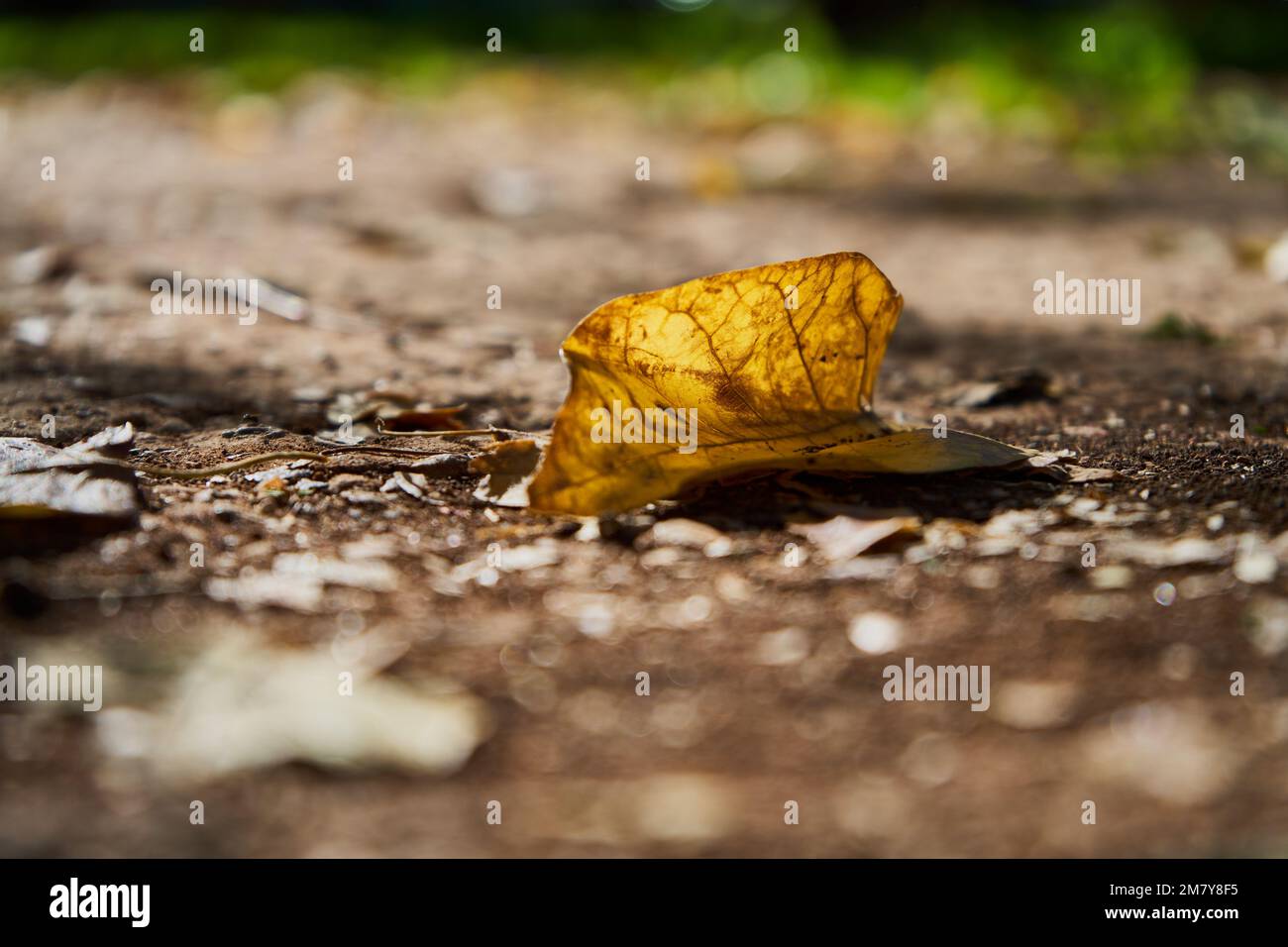 An autumn leaf on the ground Stock Photo - Alamy
