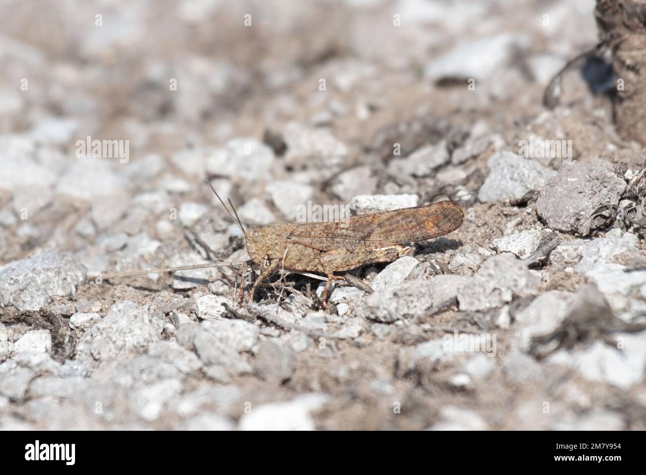 A specked-winged grasshopper is nearly hidden as it walks across a limestone path Stock Photo
