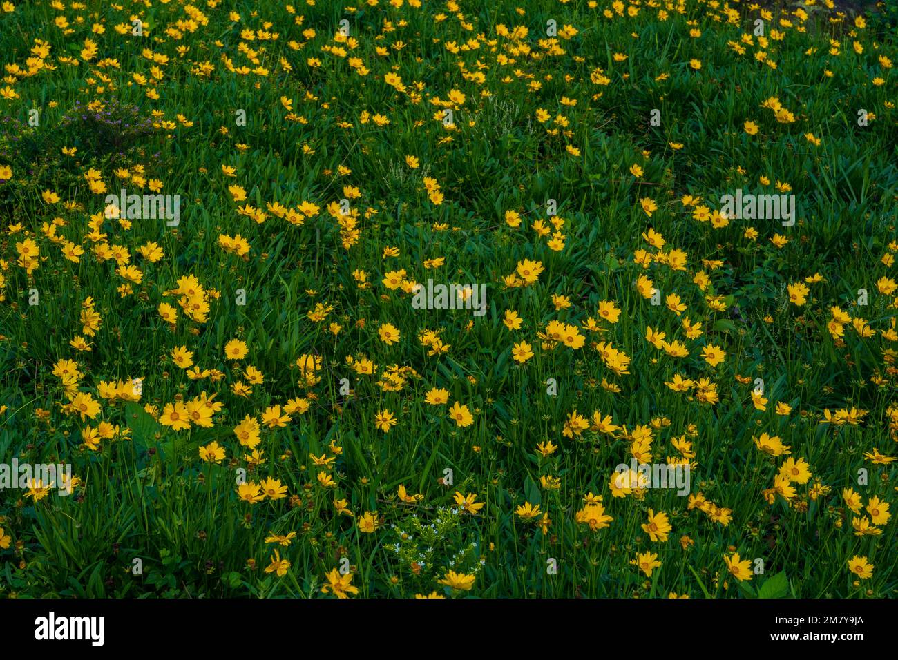 Field of Coreopsis lanceolata yellow flowers in the garden. Stock Photo