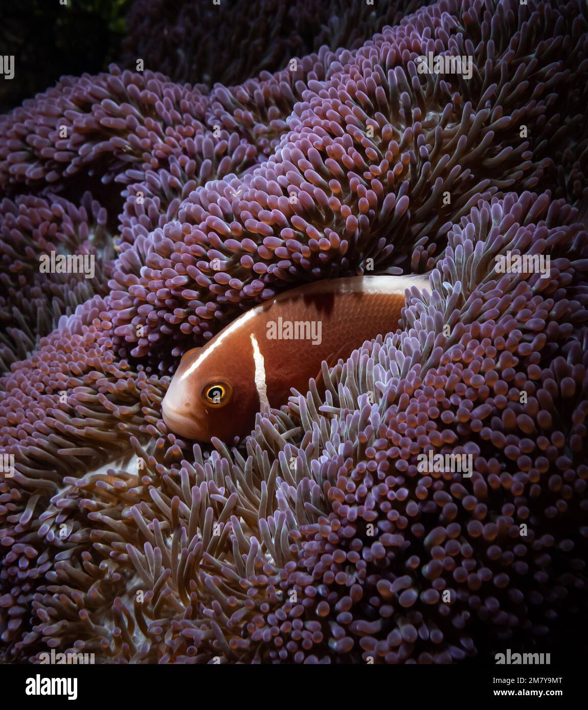Tropical fish looking out of a lilac anemone Stock Photo - Alamy