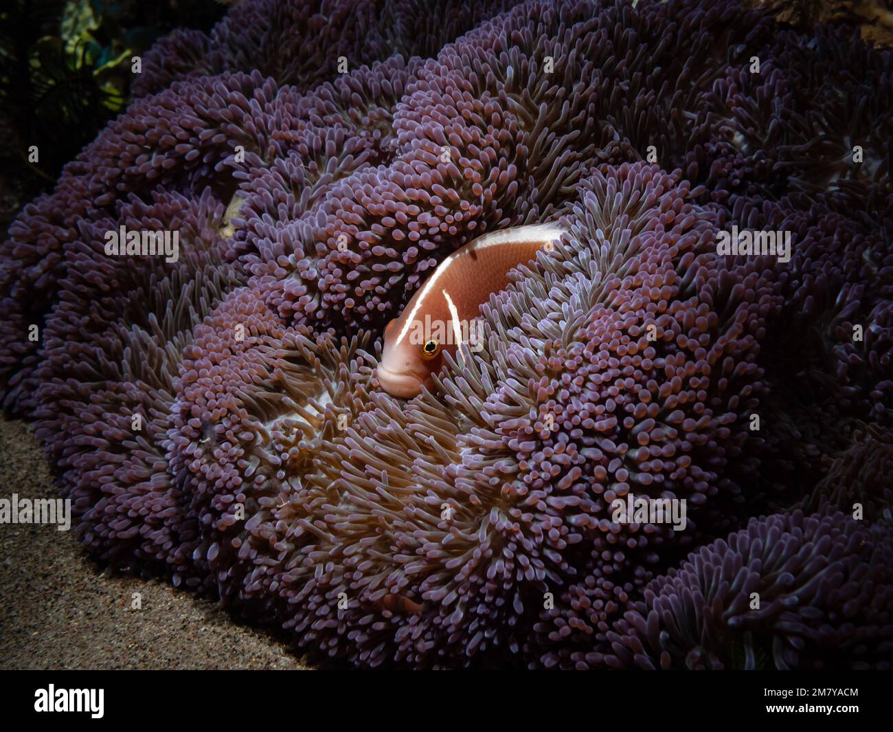 Lilac Fish Anemone fish in tropical hi-res stock photography and images - Alamy