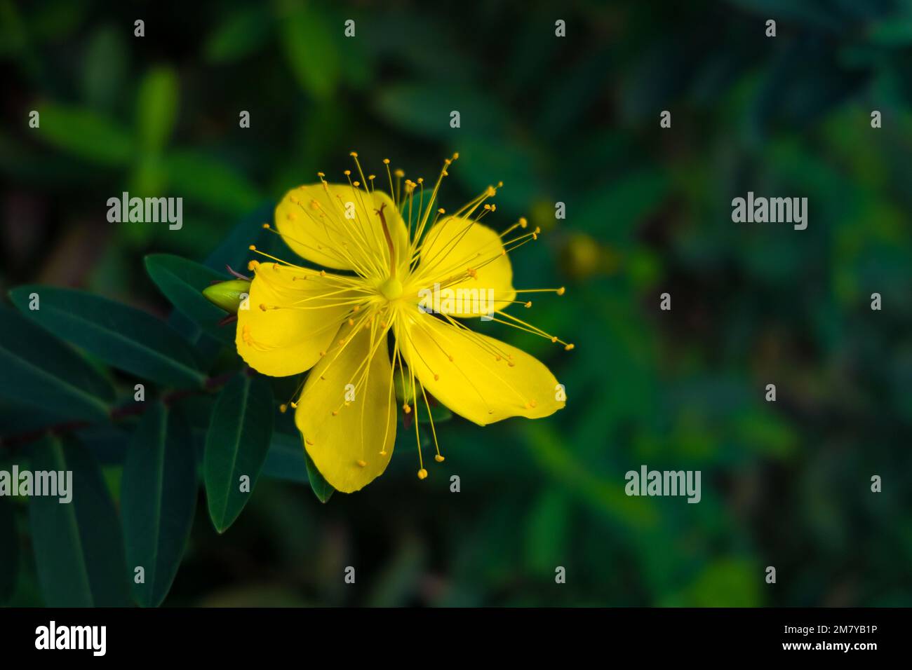 Close up of Coreopsis lanceolata yellow flower in the garden. Stock Photo
