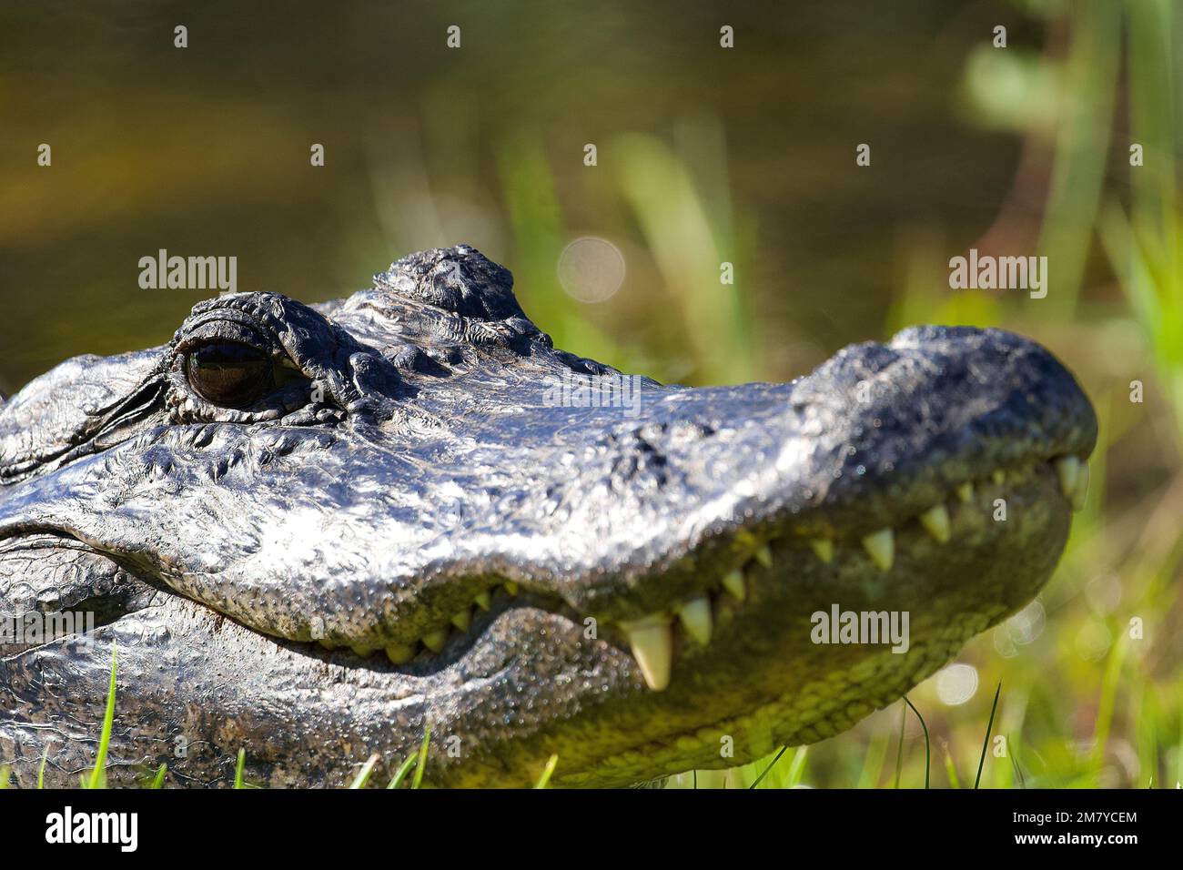 Florida alligator person hi-res stock photography and images - Page 3 -  Alamy