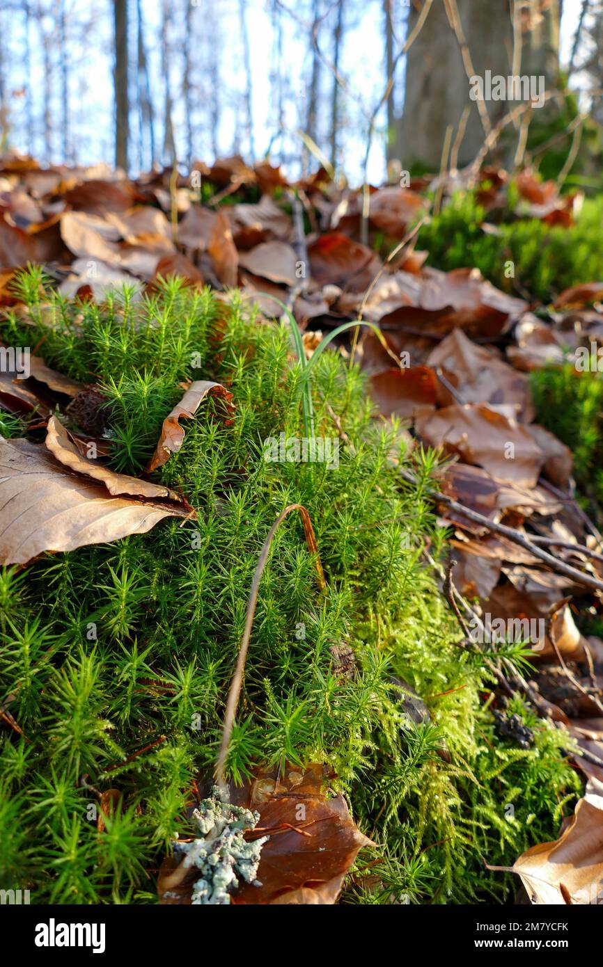 A moss-covered rock in the middle of a forest with leaves Stock Photo