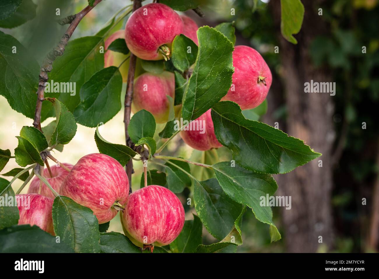 Ripe red apples on an apple tree branch on a clear summer day in the ...
