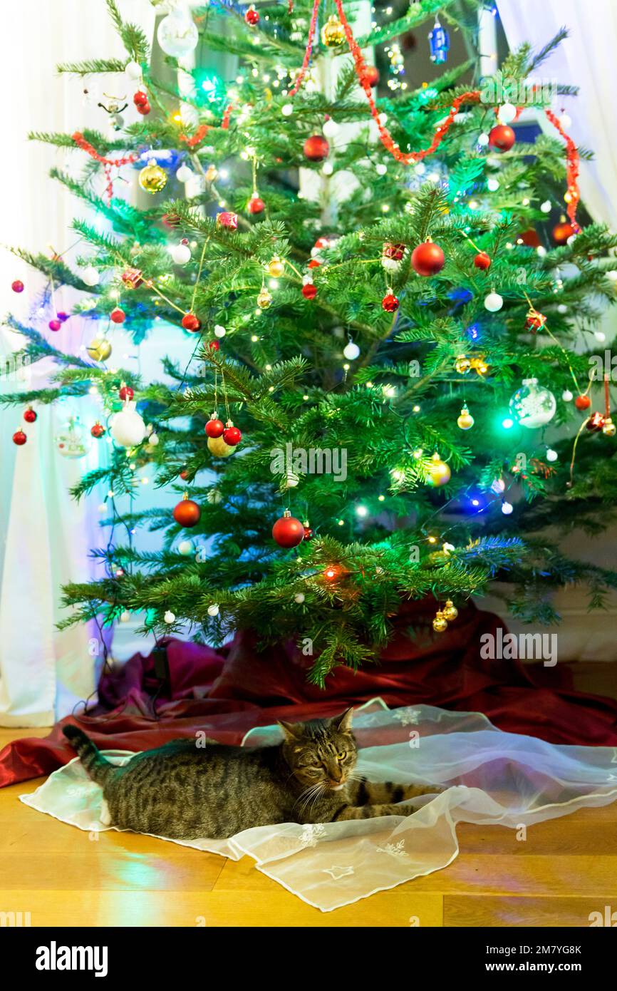 Open presents under tree hires stock photography and images Alamy