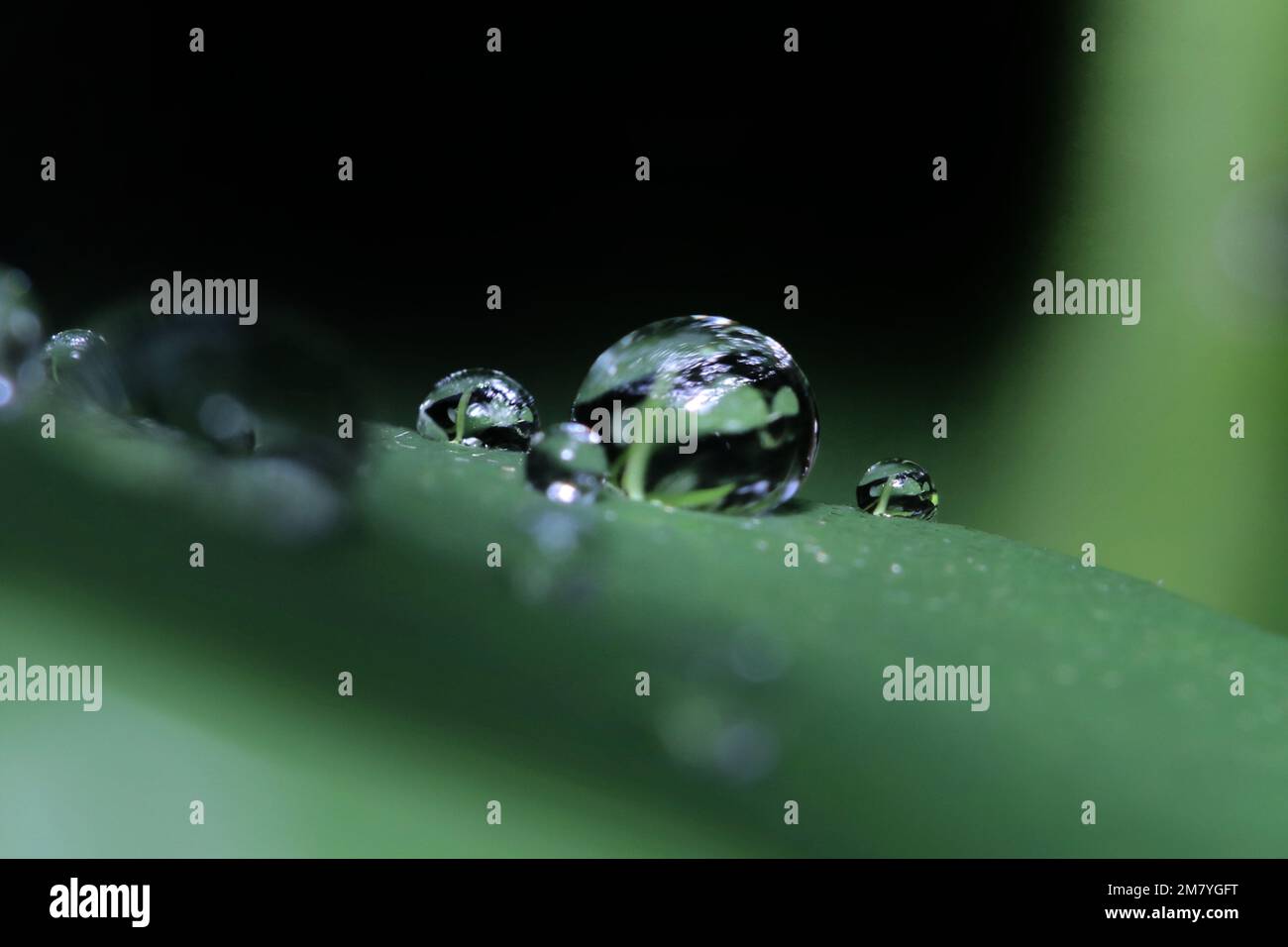 A macro view of rainwater droplets on leaves Stock Photo - Alamy