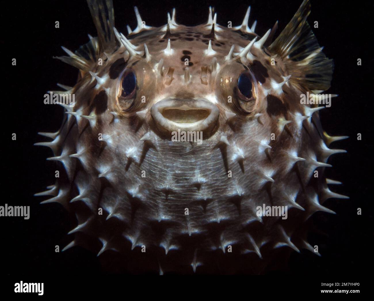 Fish hedgehog on a dark background. Underwater macro photography Stock Photo