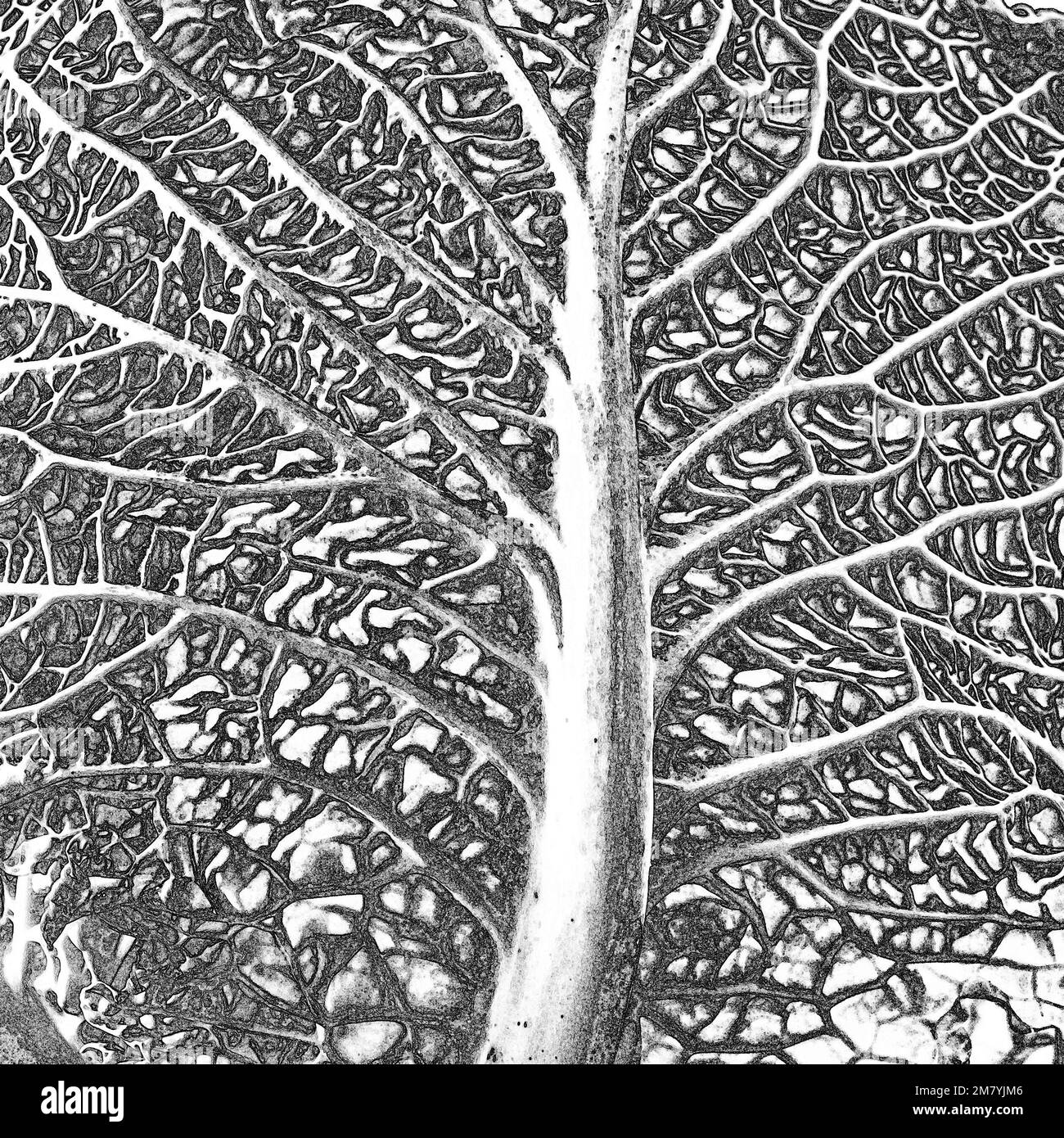 Leaf vein structure of a Savoy type cabbage that resemble the trunk and