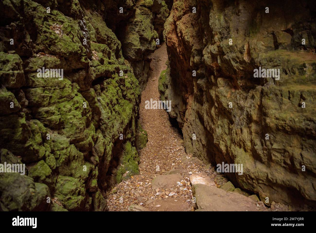 Inside the Avencs de la Febró, a fissure about 30 meters deep in the Serra de la Mussara range, in the Prades mountains (Tarragona, Catalonia, Spain) Stock Photo
