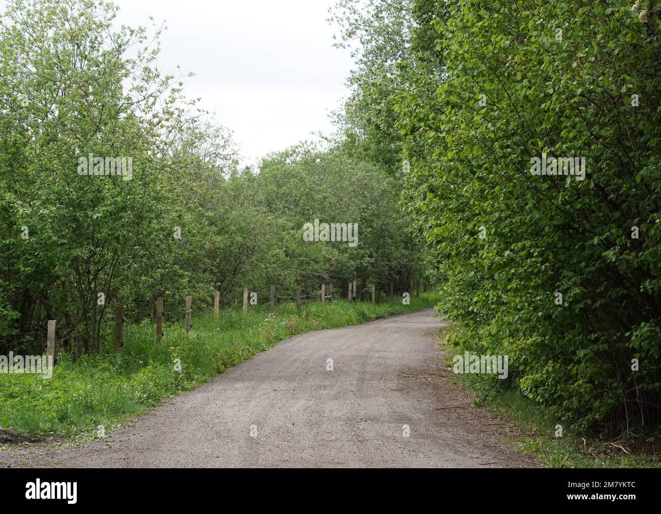 Empty dirt road amidst trees in forest Stock Photo - Alamy
